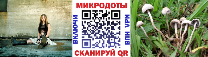Купить где  Закаменск  Псилоцибиновые грибы мицелий 